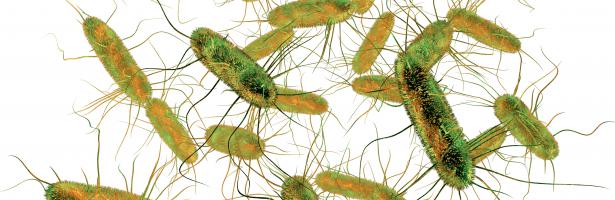 Quelle est la bactérie qui cause le plus grand nombre de TIAC ?